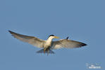 Yellow-billed Tern