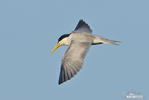 Yellow-billed Tern