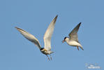 Yellow-billed Tern