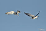 Yellow-billed Tern