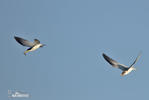 Yellow-billed Tern