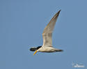 Yellow-billed Tern