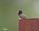 Yellow-billied Seedeater
