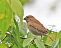 Yellow-billied Seedeater