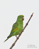 Yellow-chevroned Parakeet