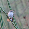 Yellow-chinned Spinetail