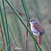 Yellow-chinned Spinetail