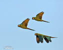 Yellow-collared Macaw