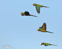 Yellow-collared Macaw