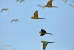 Yellow-collared Macaw