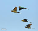 Yellow-collared Macaw