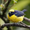 Yellow-crowned Euphonia