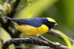 Yellow-crowned Euphonia