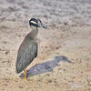 Yellow-crowned Night Heron