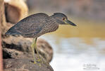 Yellow-crowned Night Heron