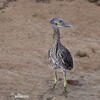 Yellow-crowned Night Heron