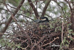 Yellow-crowned Night Heron