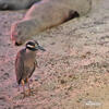 Yellow-crowned Night Heron