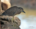 Yellow-crowned Night Heron