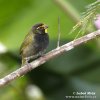 Yellow-faced Grassguit