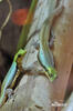 Yellow-headed day gecko