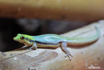 Yellow-headed day gecko