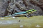 Yellow-headed day gecko