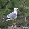 Yellow-legged Gull