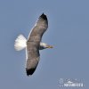 Yellow-legged Gull