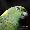 Yellow-naped Parrot