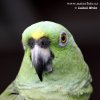 Yellow-naped Parrot