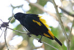 Yellow-rumped Cacique