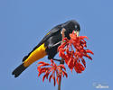 Yellow-rumped Cacique