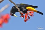 Yellow-rumped Cacique