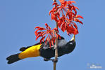 Yellow-rumped Cacique