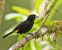 Yellow-rumped Tanager