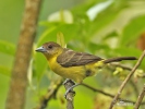 Yellow-rumped Tanager