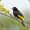 Yellow-rumped Tanager