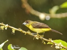 Yellow-rumped Tanager