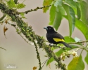 Yellow-rumped Tanager