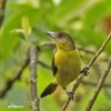 Yellow-rumped Tanager