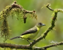 Yellow-rumped Tanager