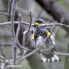 Yellow-rumped Warbler