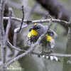 Yellow-rumped Warbler