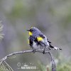 Yellow-rumped Warbler