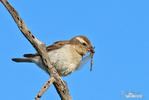 Yellow-throated Petronia