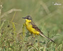 Yellow Wagtail