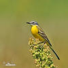 Yellow Wagtail