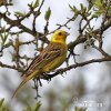 Yellowhammer