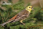 Yellowhammer